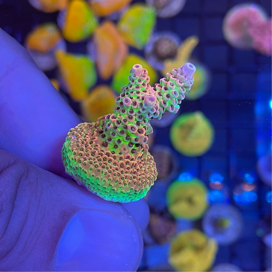 AS Rainbow Millepora Acropora