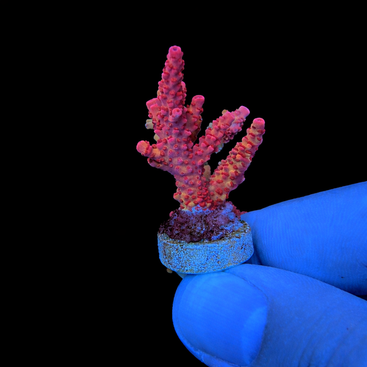 WYSIWYG PC Rainbow Coral Frag