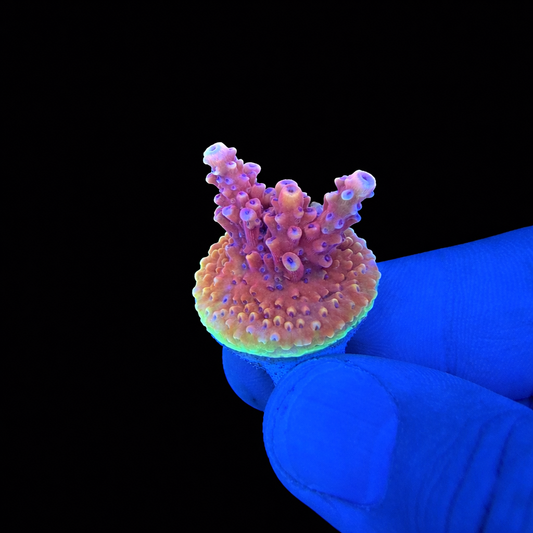 WYSIWYG Pink Cadillac Coral