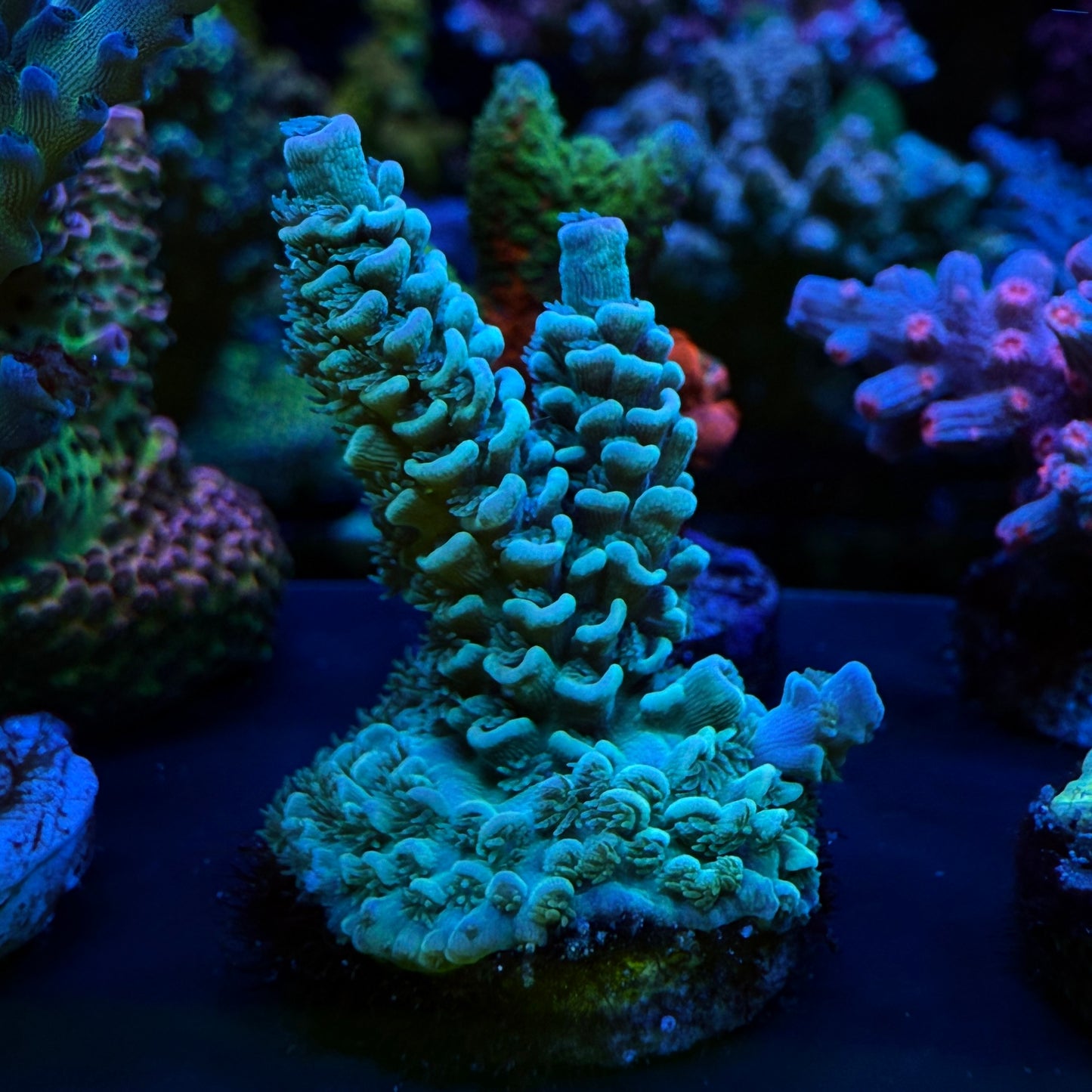 WYSIWYG AS Aqua Tenuis Acro