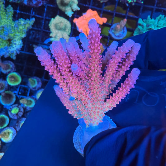 WYSIWYG PC Rainbow Acropora Colony