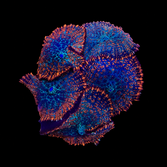 WYSIWYG High End Mushroom Rock Coral