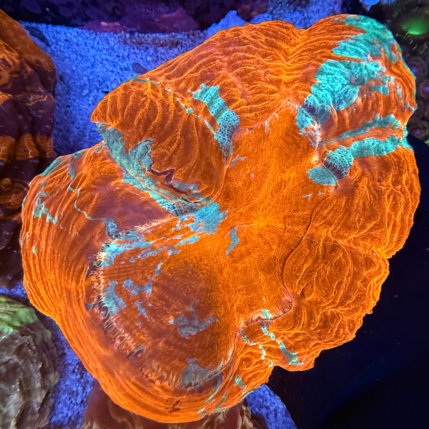 WYSIWYG Acanthophyllia