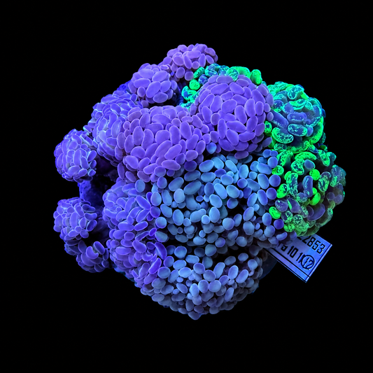 WYSIWYG Hammer Coral Garden