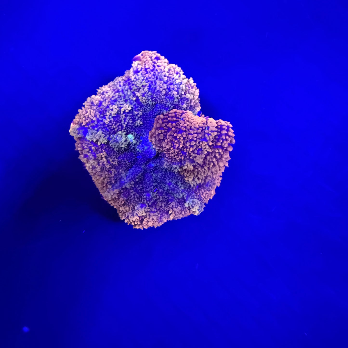 WYSIWYG High End Mushroom Coral