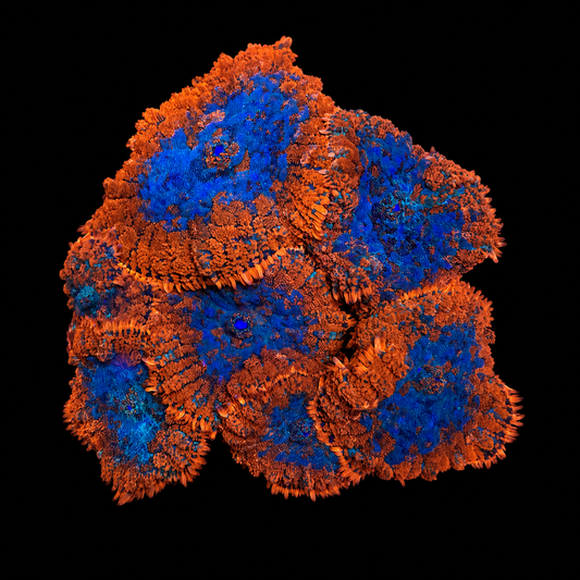 WYSIWYG High End Mushroom Rock Coral