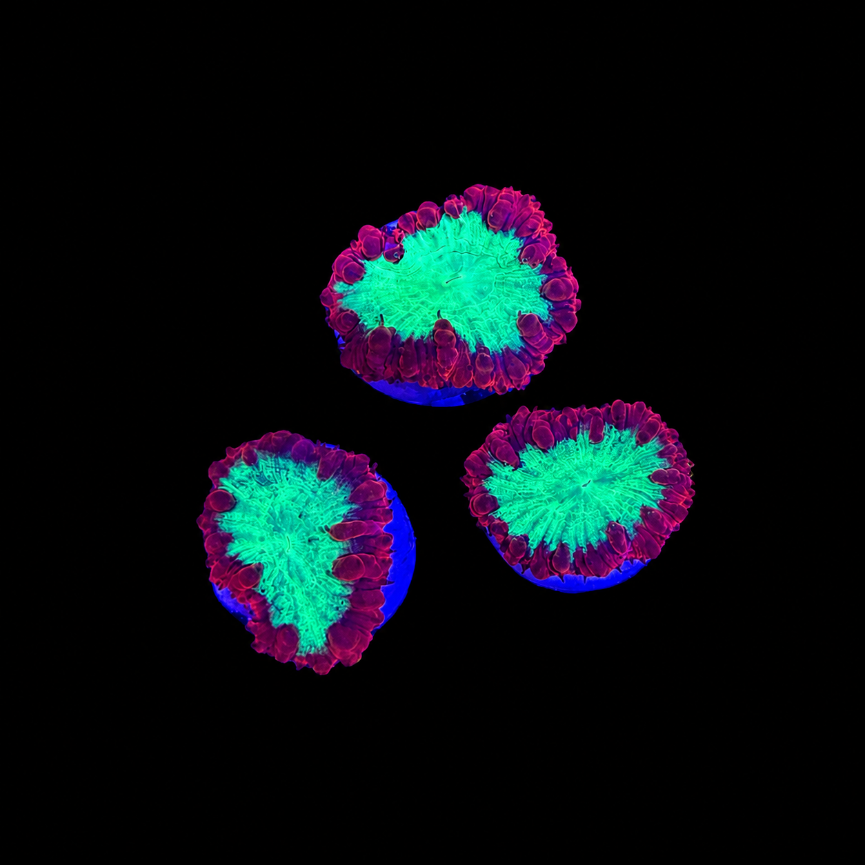 Ultra Blasto Coral Frag