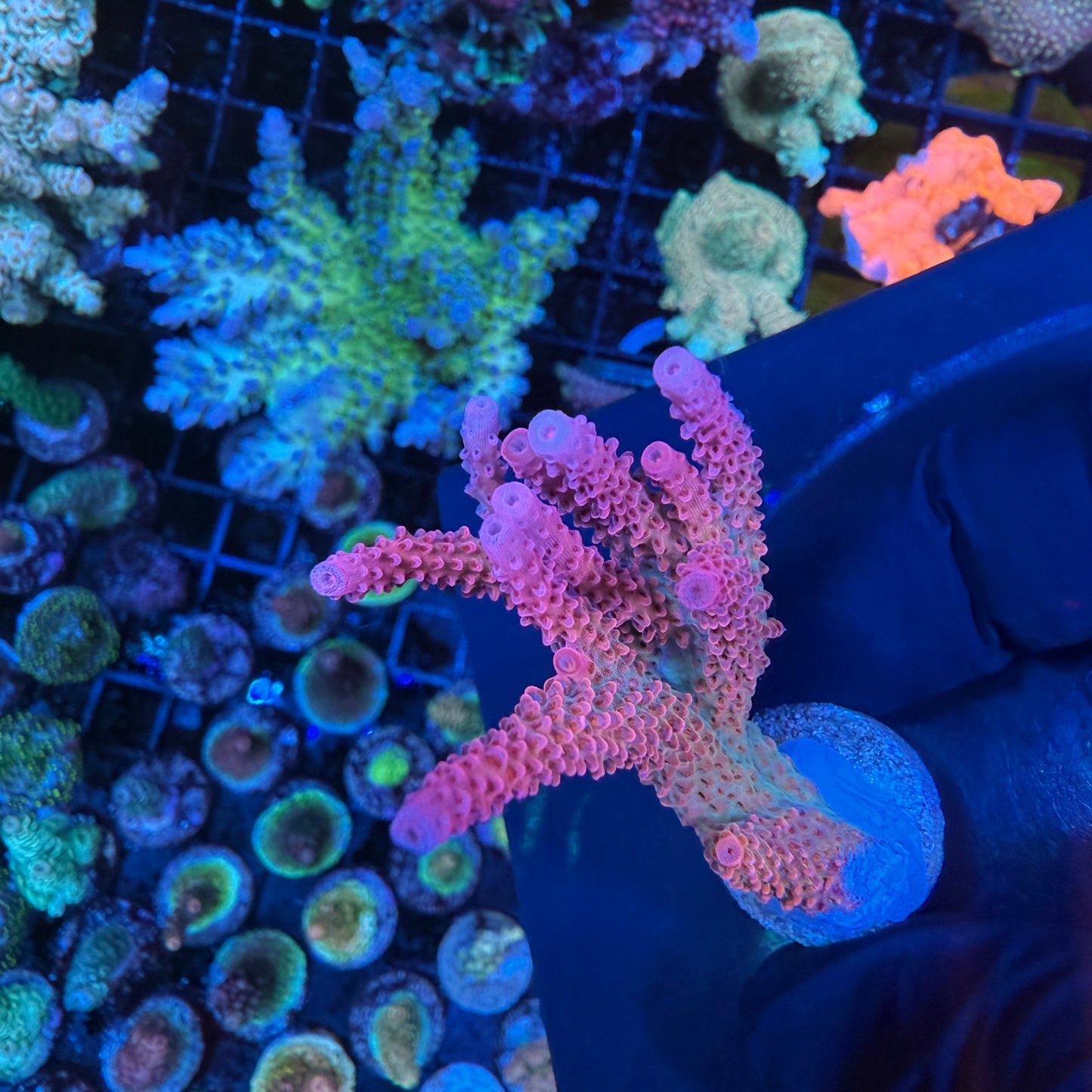 WYSIWYG PC Rainbow Acropora Colony