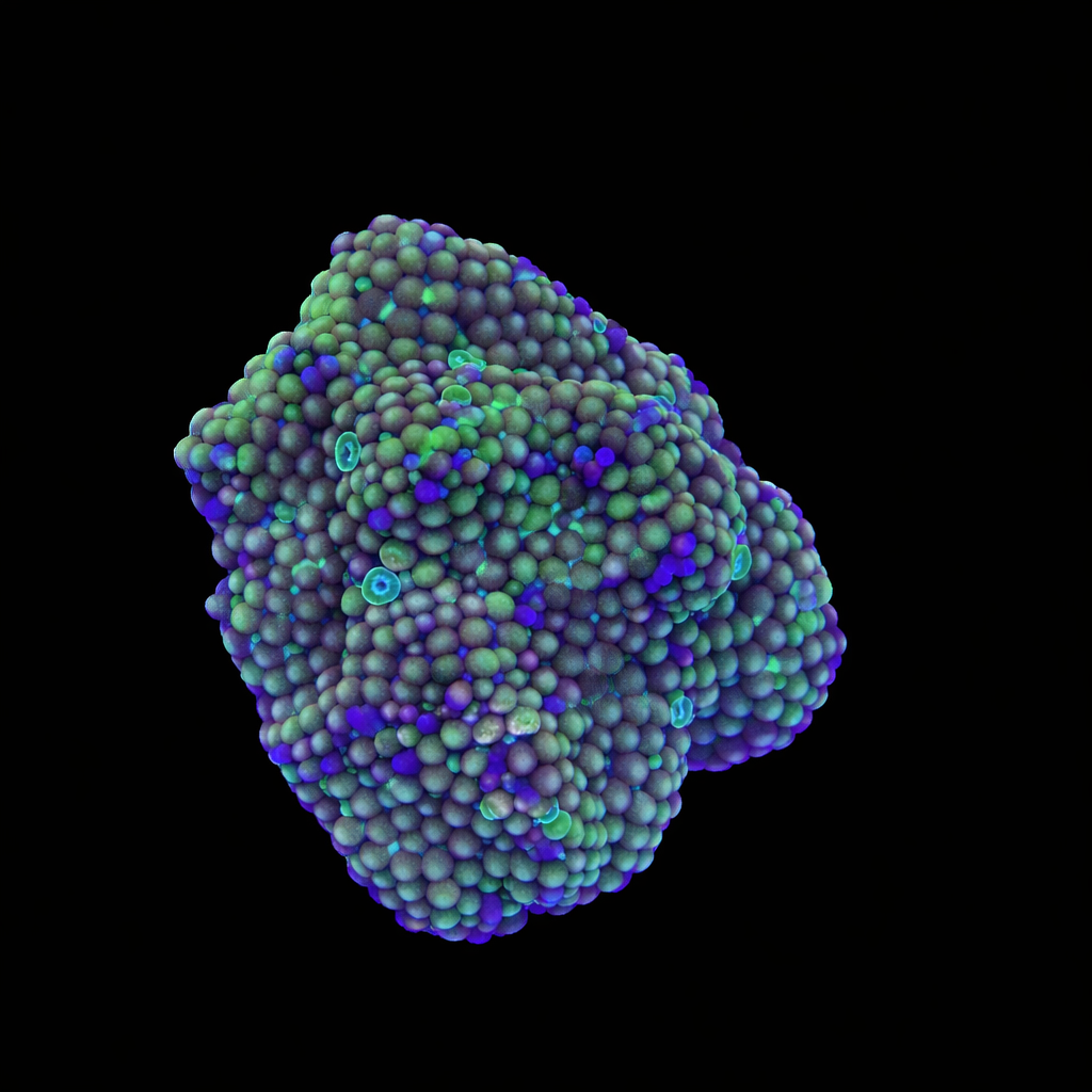 WYSIWYG Ricordea Muchroom Coral Cluster