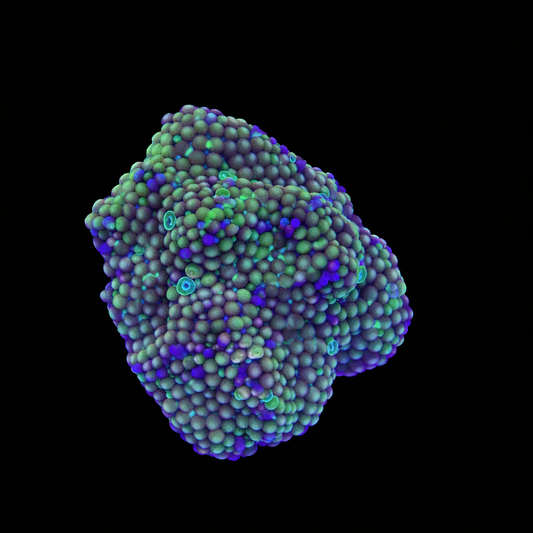 WYSIWYG Ricordea Muchroom Coral Cluster