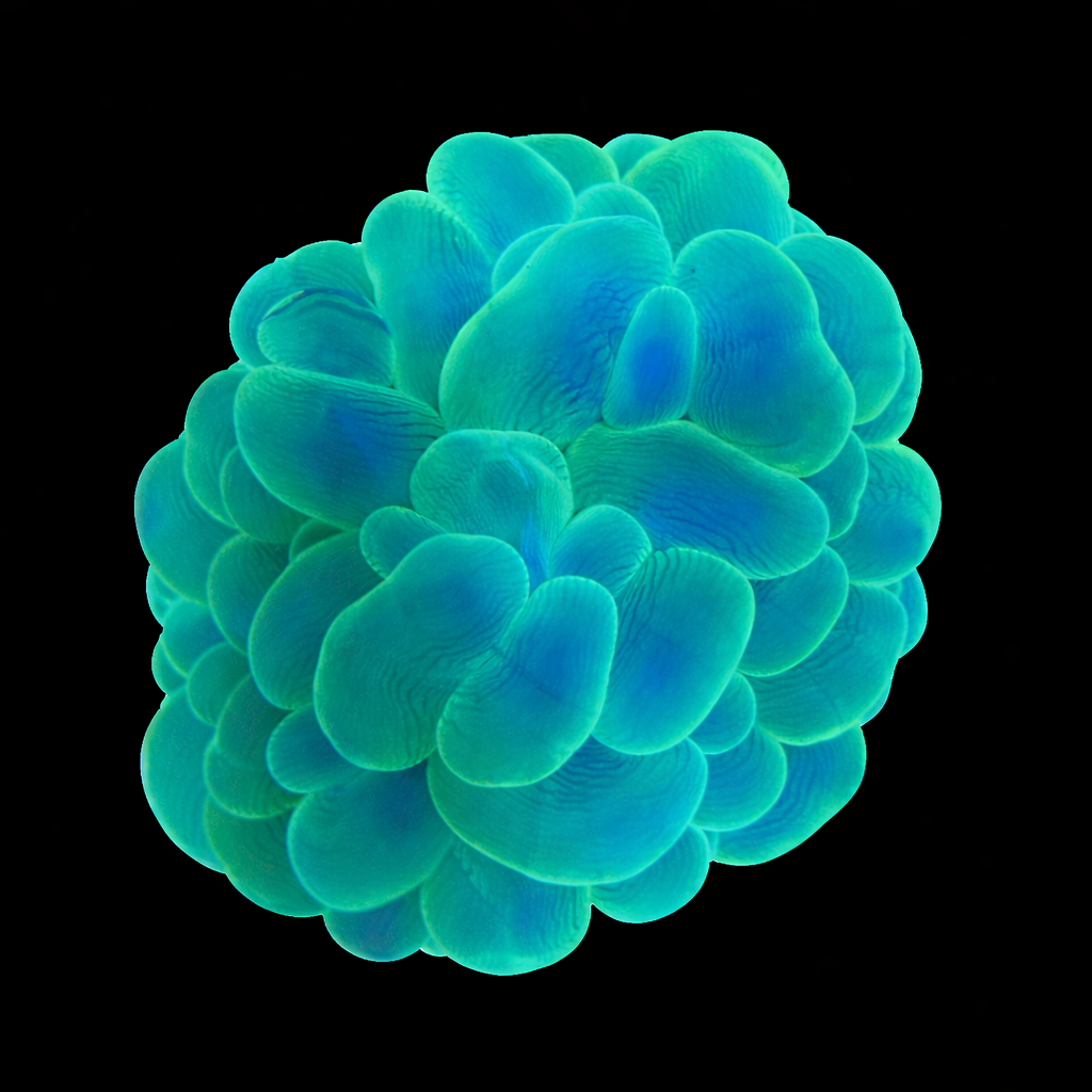 WYSIWYG Green Bubble Coral