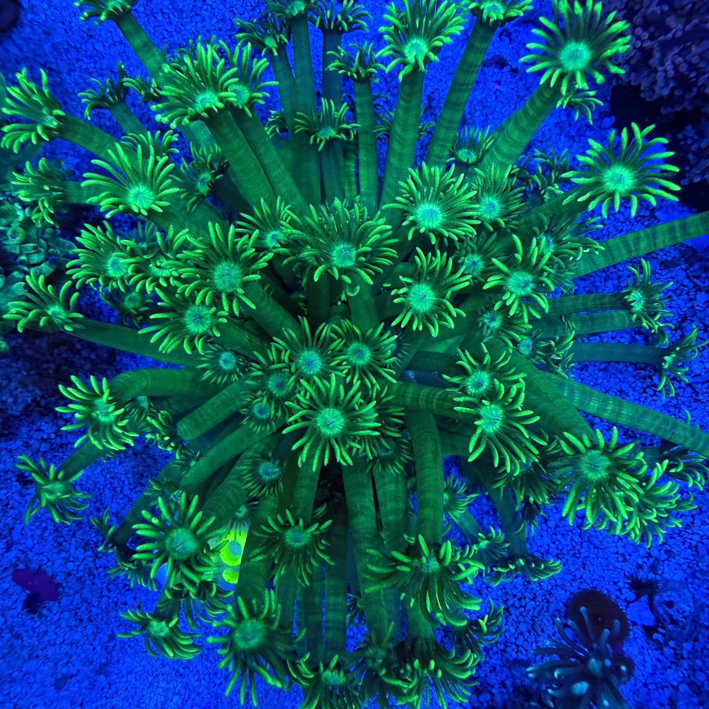 WYSIWYG Neon Green Goni LG