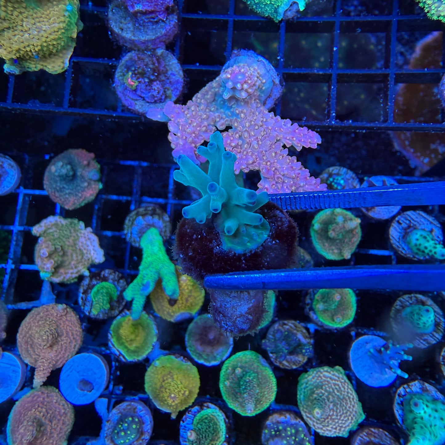 WYSIWYG Hawkins Echinata Coral