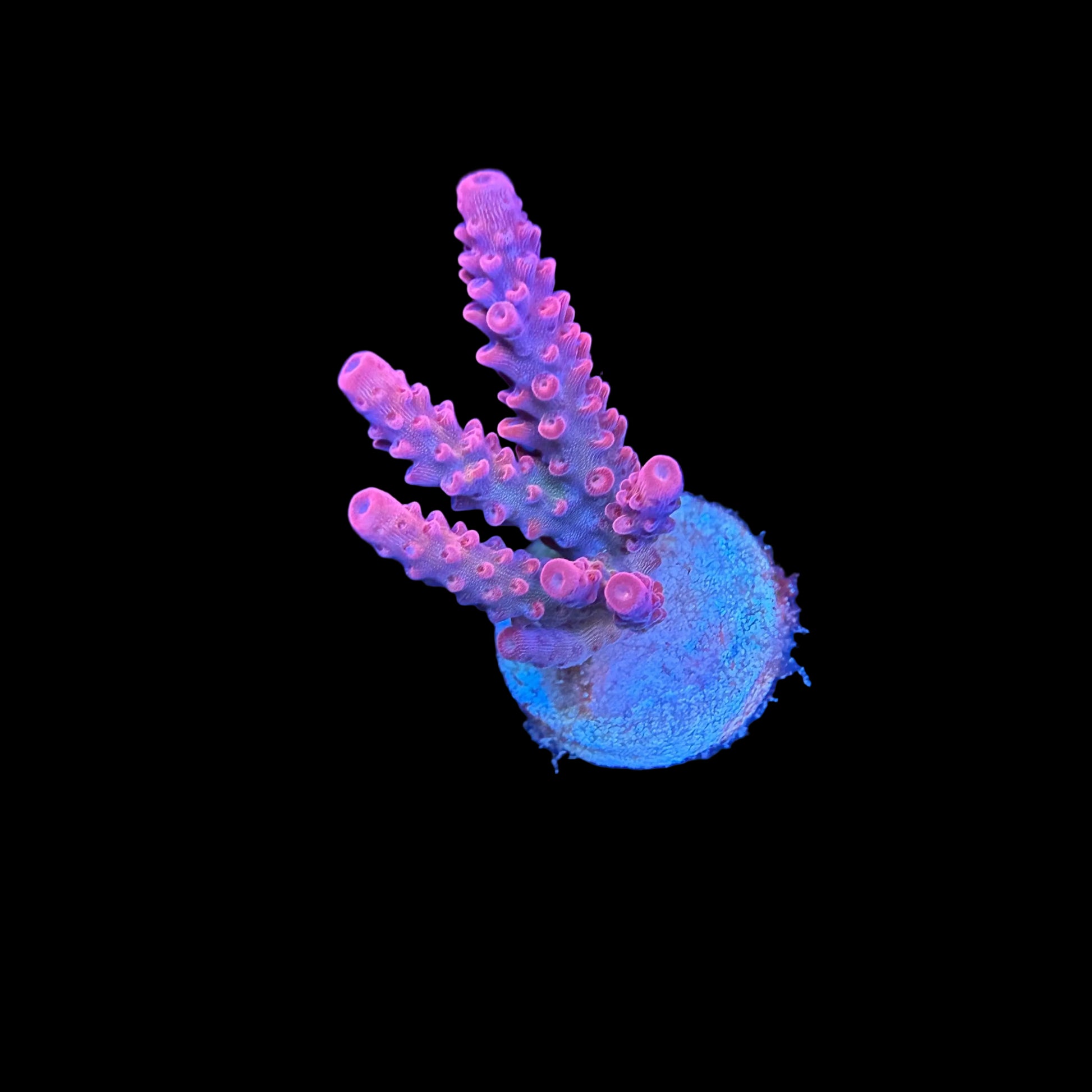 PC Rainbow Acropora coral with multicolored branches showing green, yellow, blue, and red under reef lighting