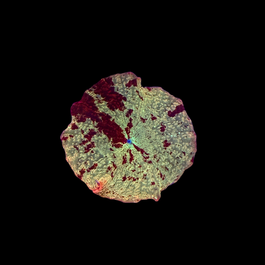 WYSIWYG Jawbreaker Mushroom