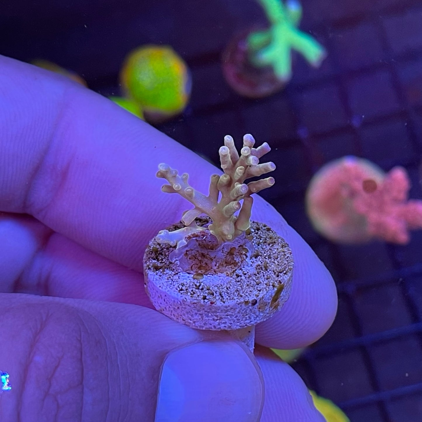 TSA Golden Honeycomb Acropora Coral