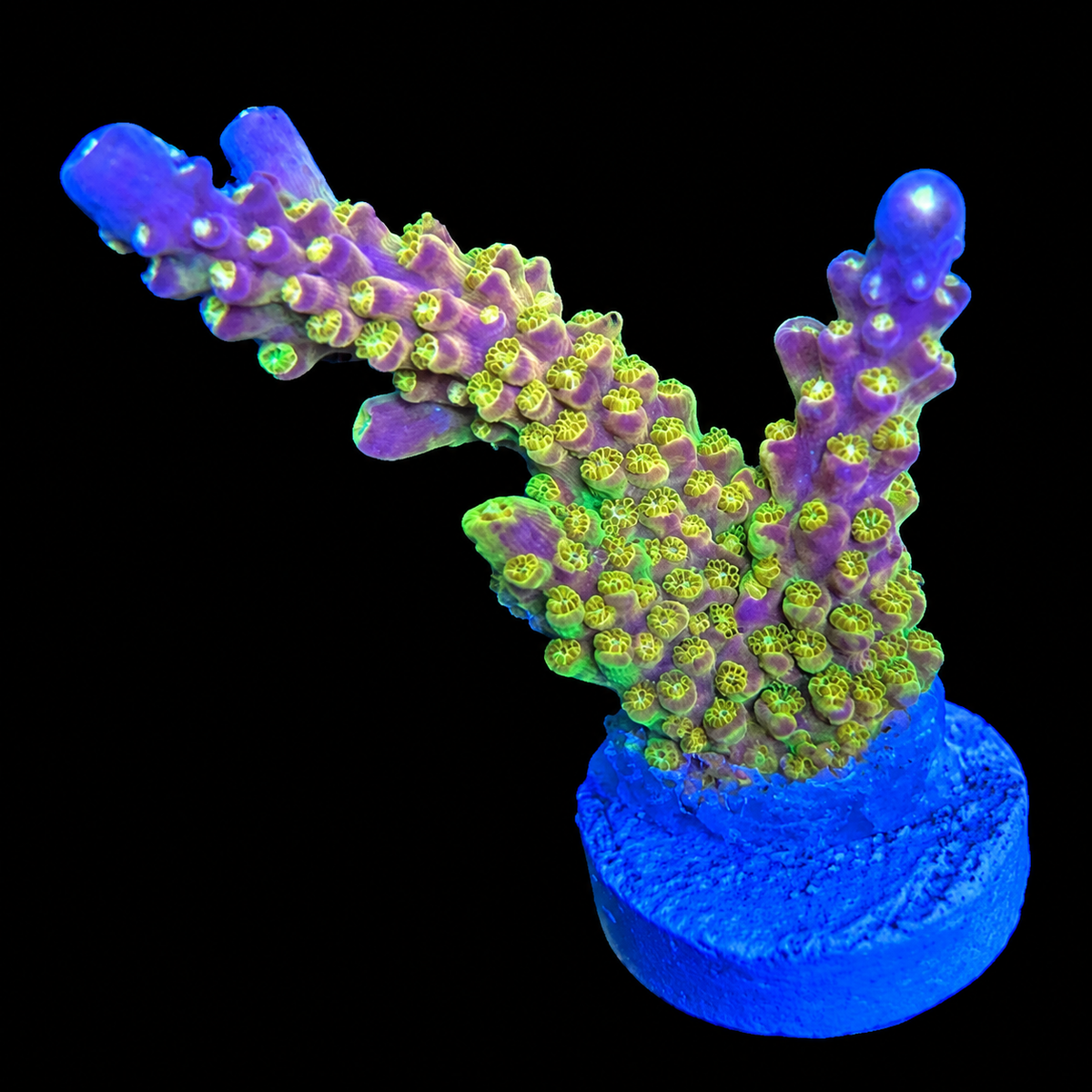 WYSIWYG Rainbow Loom Coral Frag