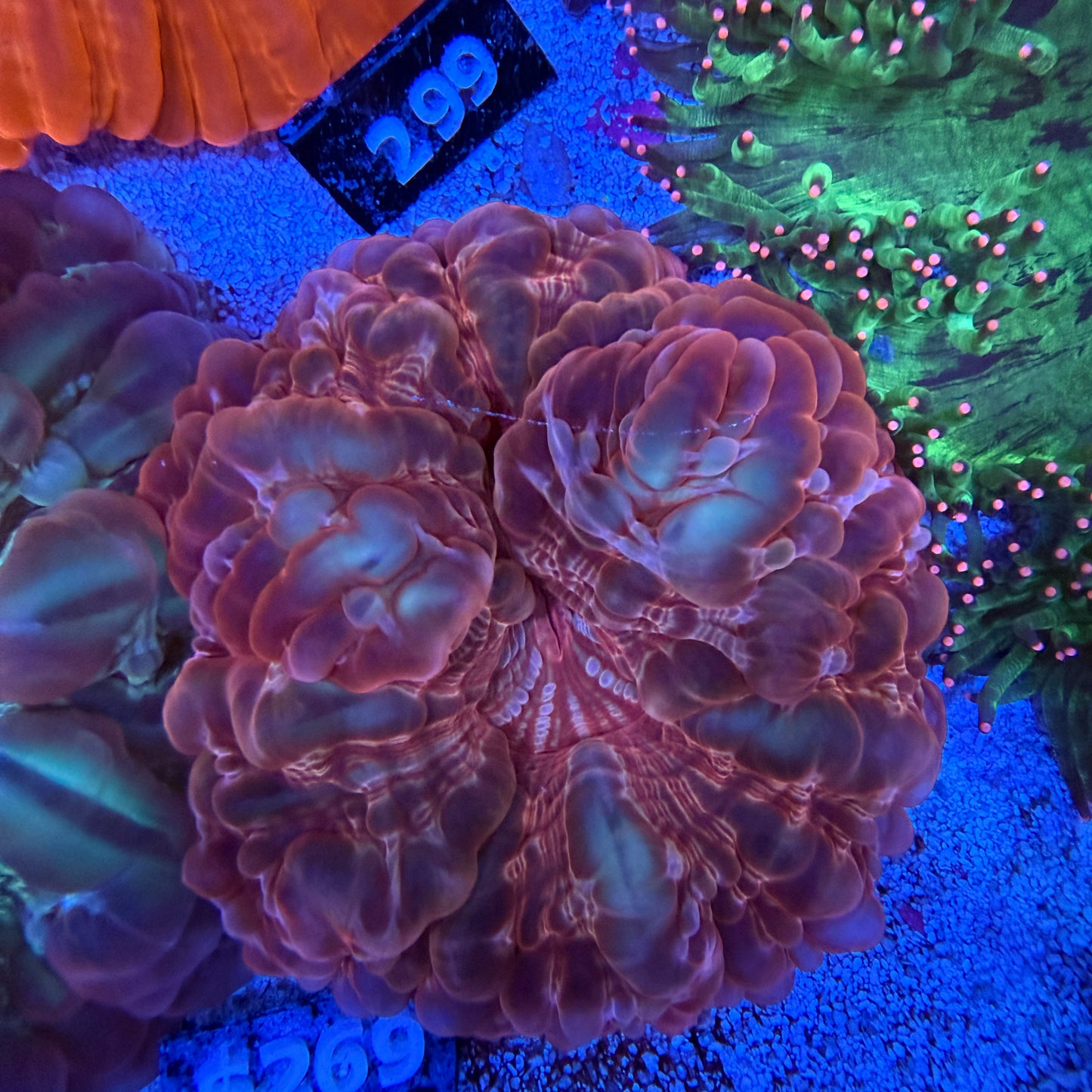 WYSIWYG Ultra Red Cynarina Coral