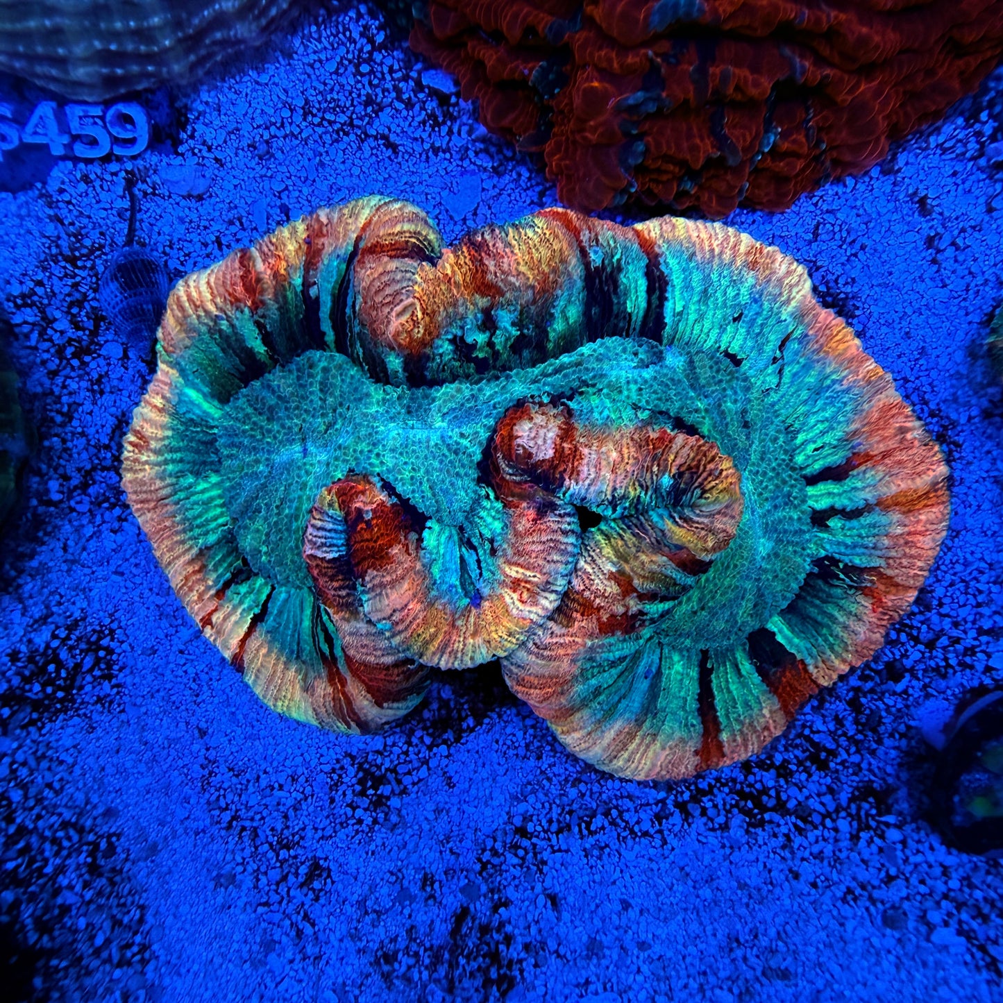 WYSIWYG Ultra Trachyphyllia Coral