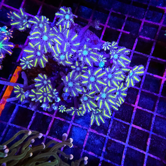 WYSIWYG Lightsaber Clove Polyps