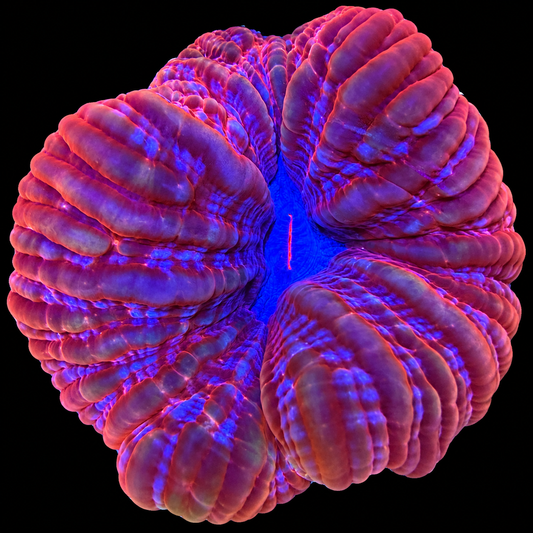 WYSIWYG Acanthophyllia Coral