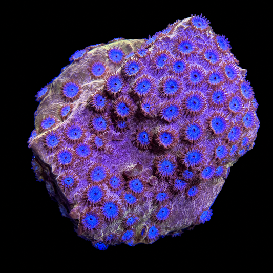 Golden Girl Cyphastrea Coral
