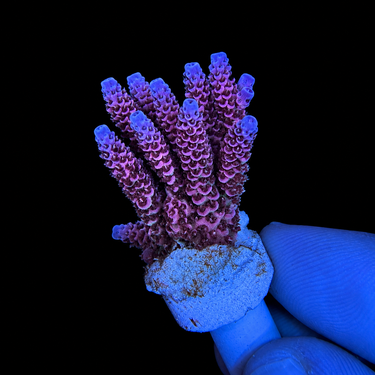 WYSIWYG AS Rainbow Coral Colony