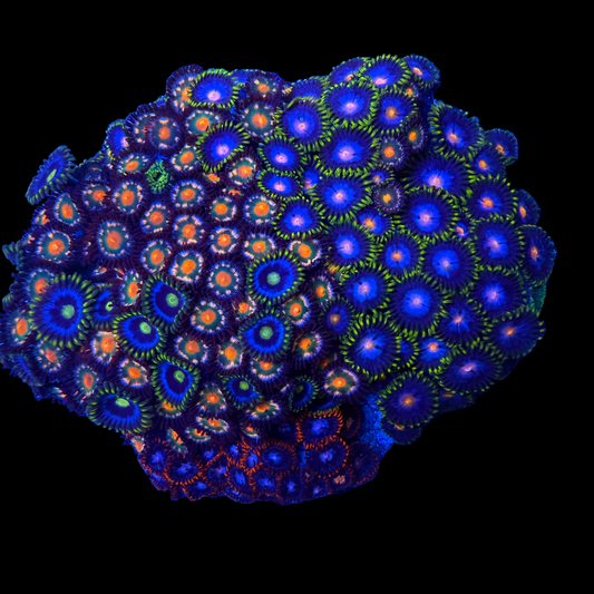 WYSIWYG Zoa Garden Rock