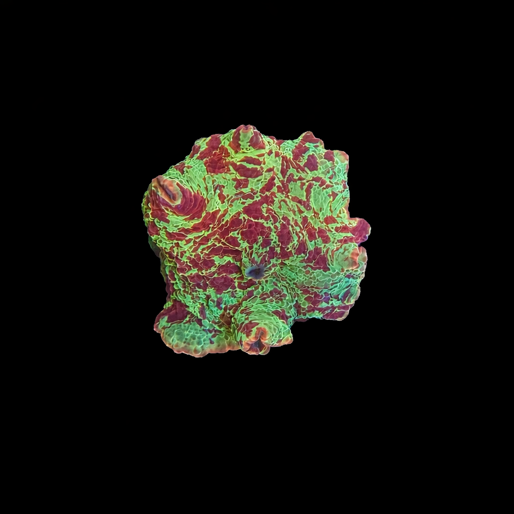 WYSIWYG Jawbreaker Mushroom Coral