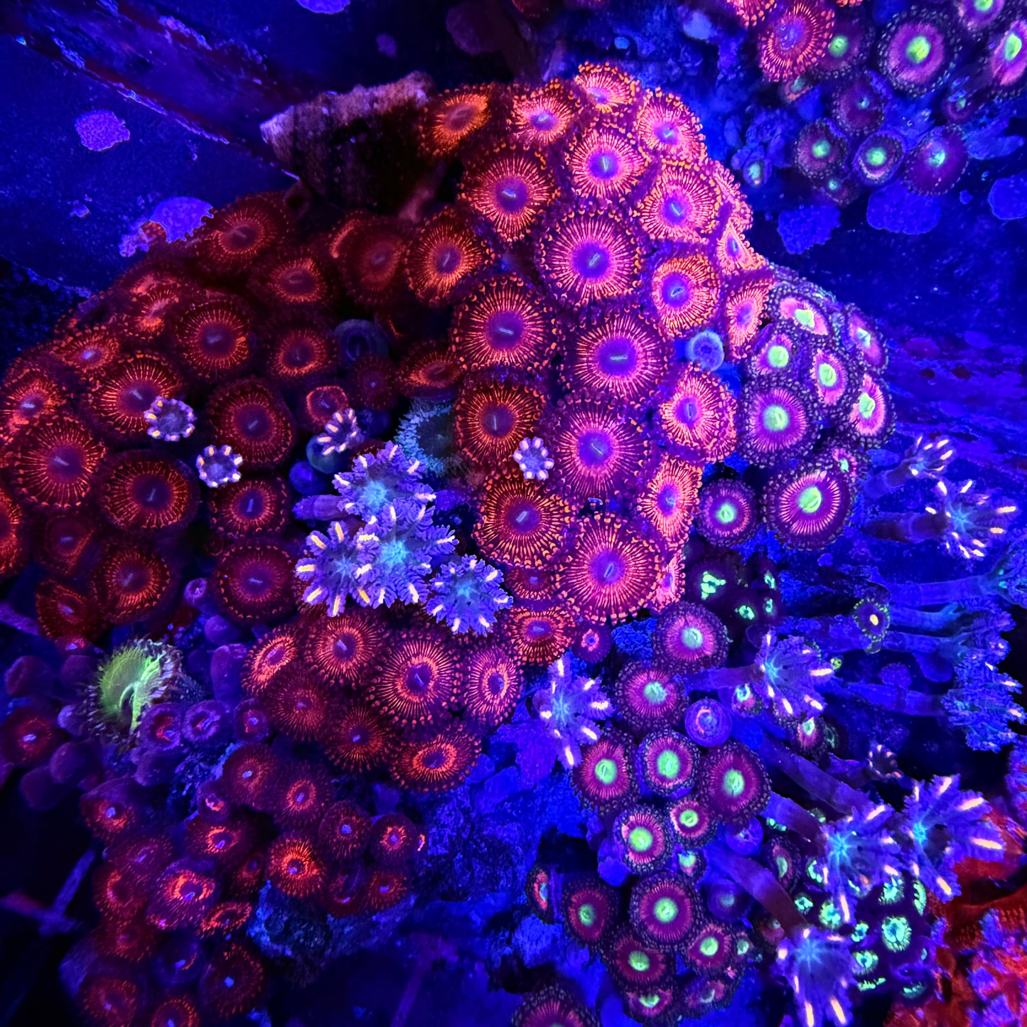 WYSIWYG Zoanthid and Polyp Garden
