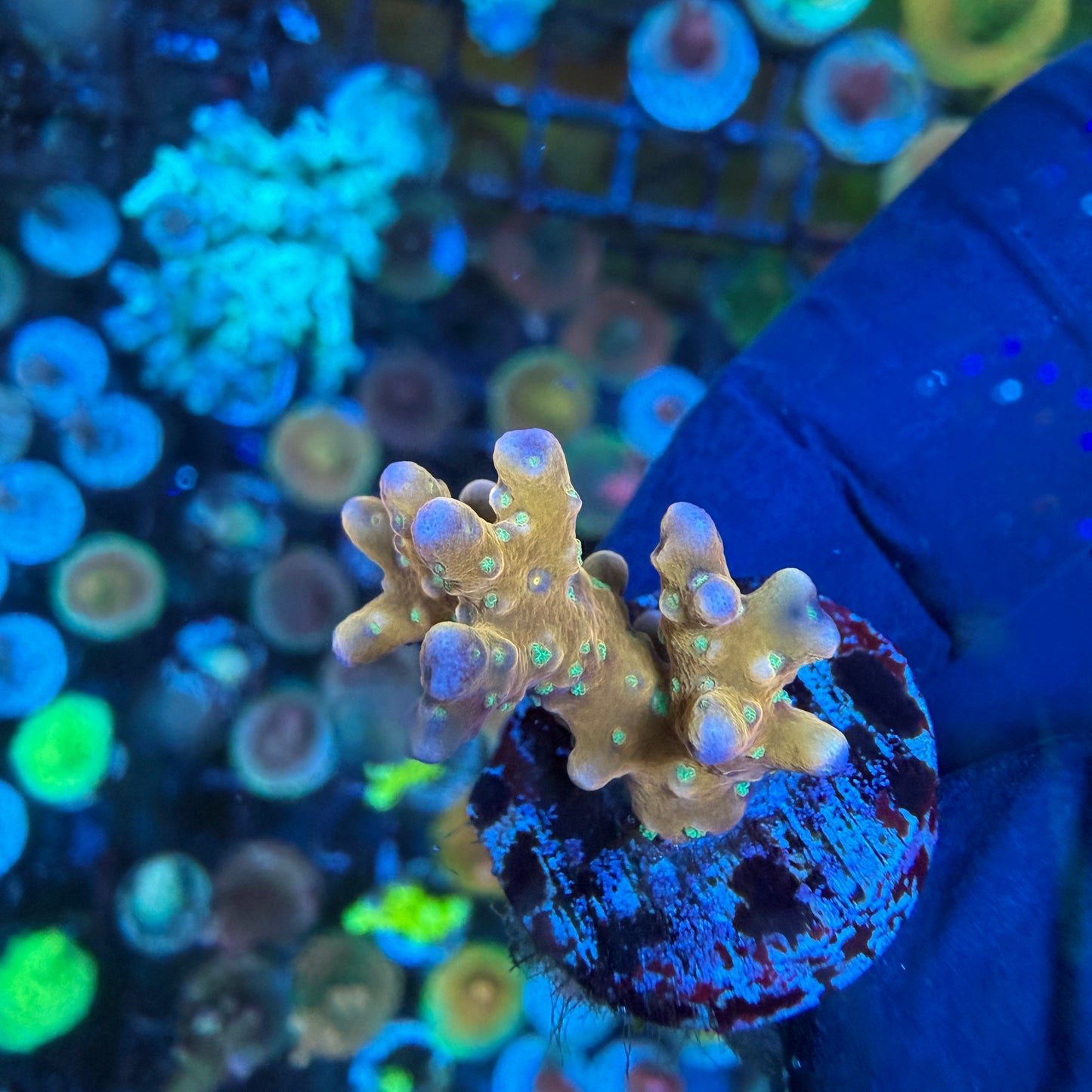 WYSIWYG RRC Tropicana Anacropora