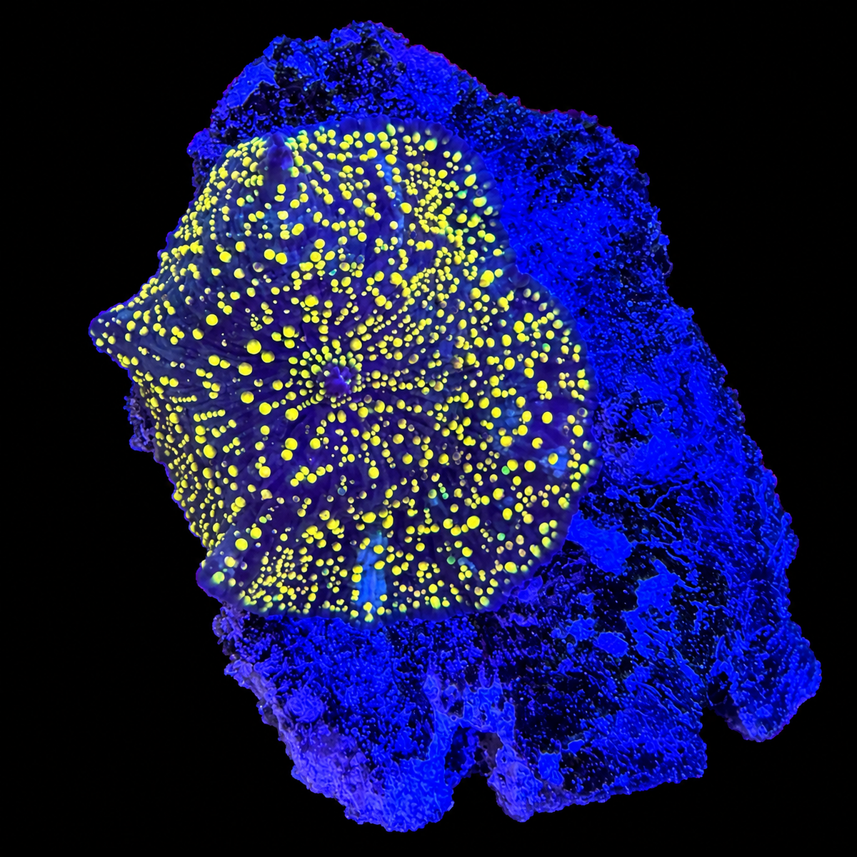 WYSIWYG Yellow Interstellar Yuma Coral
