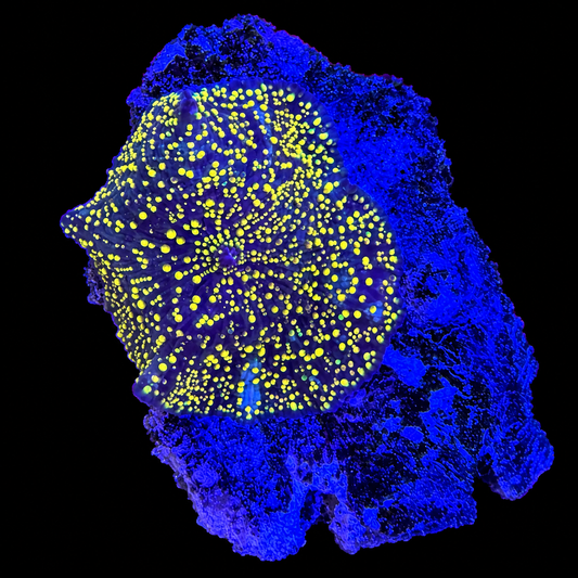 WYSIWYG Yellow Interstellar Yuma Coral