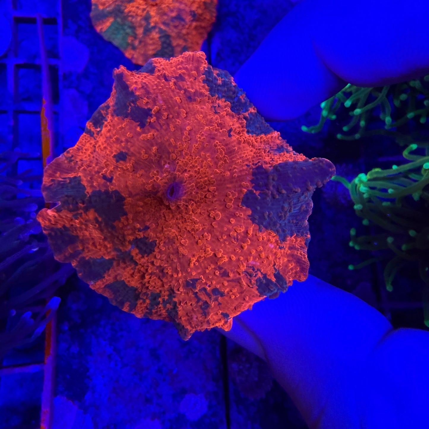 WYSIWYG Candy Crush Mushroom Coral