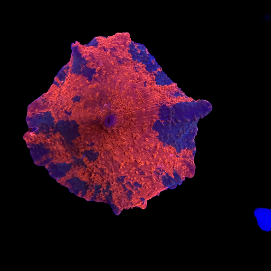 WYSIWYG Candy Crush Mushroom Coral