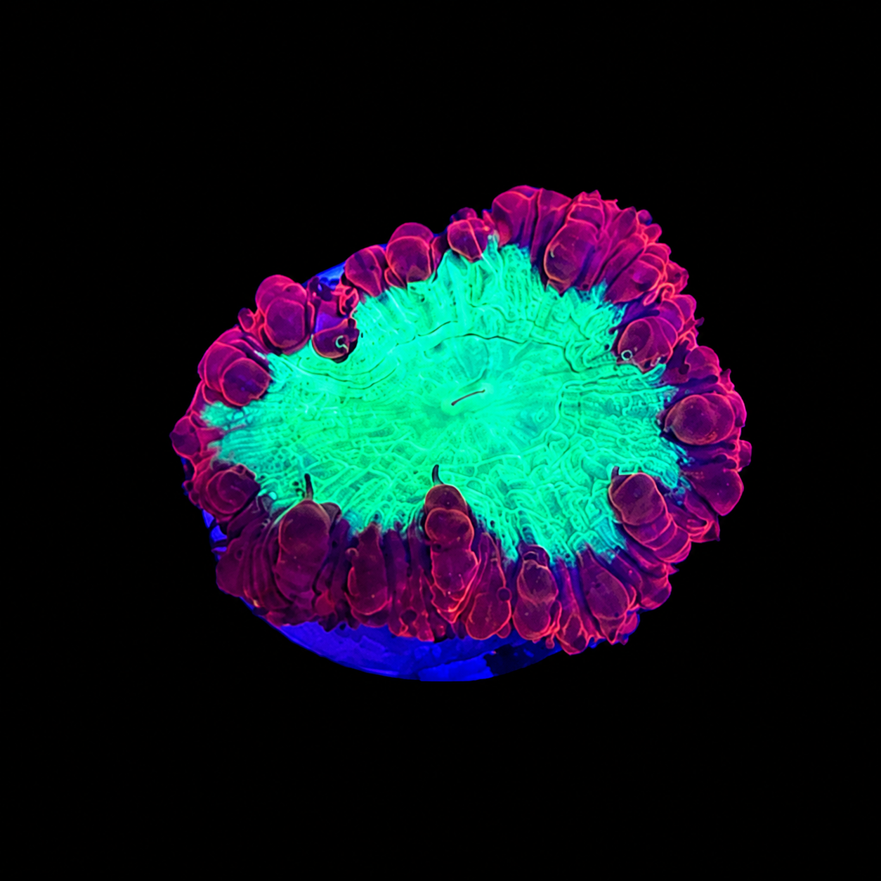 Ultra Blasto Coral Frag