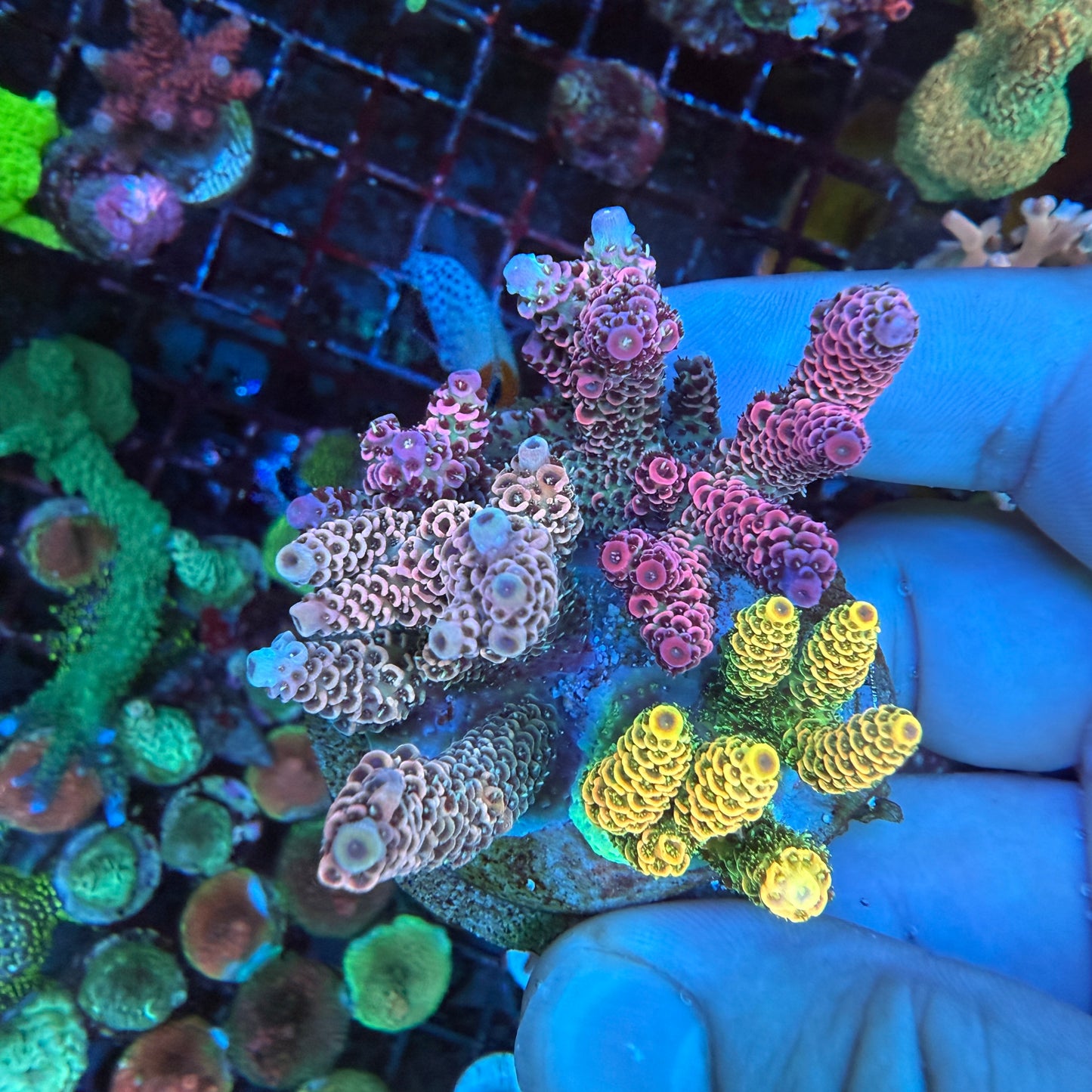 WYSIWYG Millepora Combo