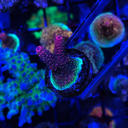 Phantom Millepora Acro