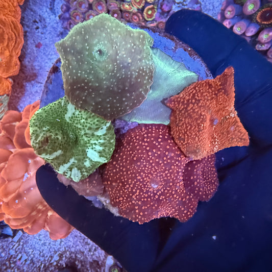 WYSIWYG Discosoma Mushroom Rock