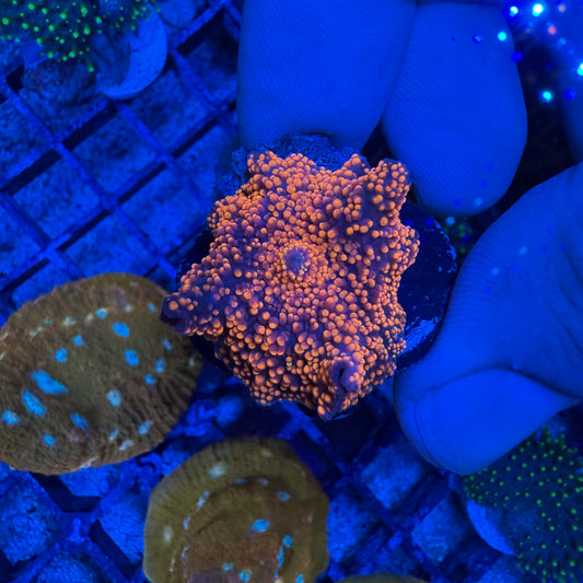 Orange Yuma Ricordea Mushroom