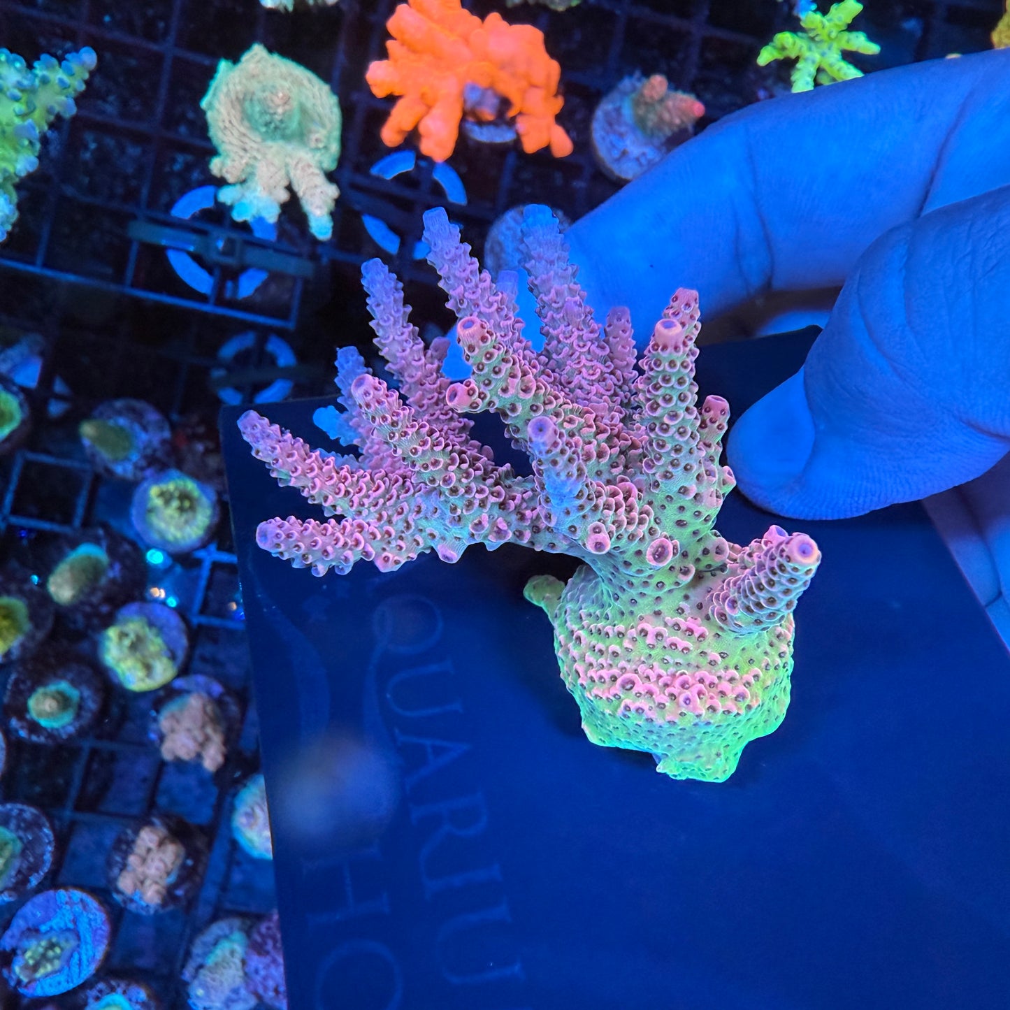 WYSIWYG AS Rainbow Millepora Colony