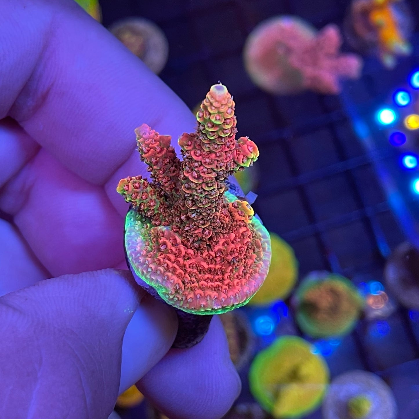 WYSIWYG Phantom Millepora Acropora