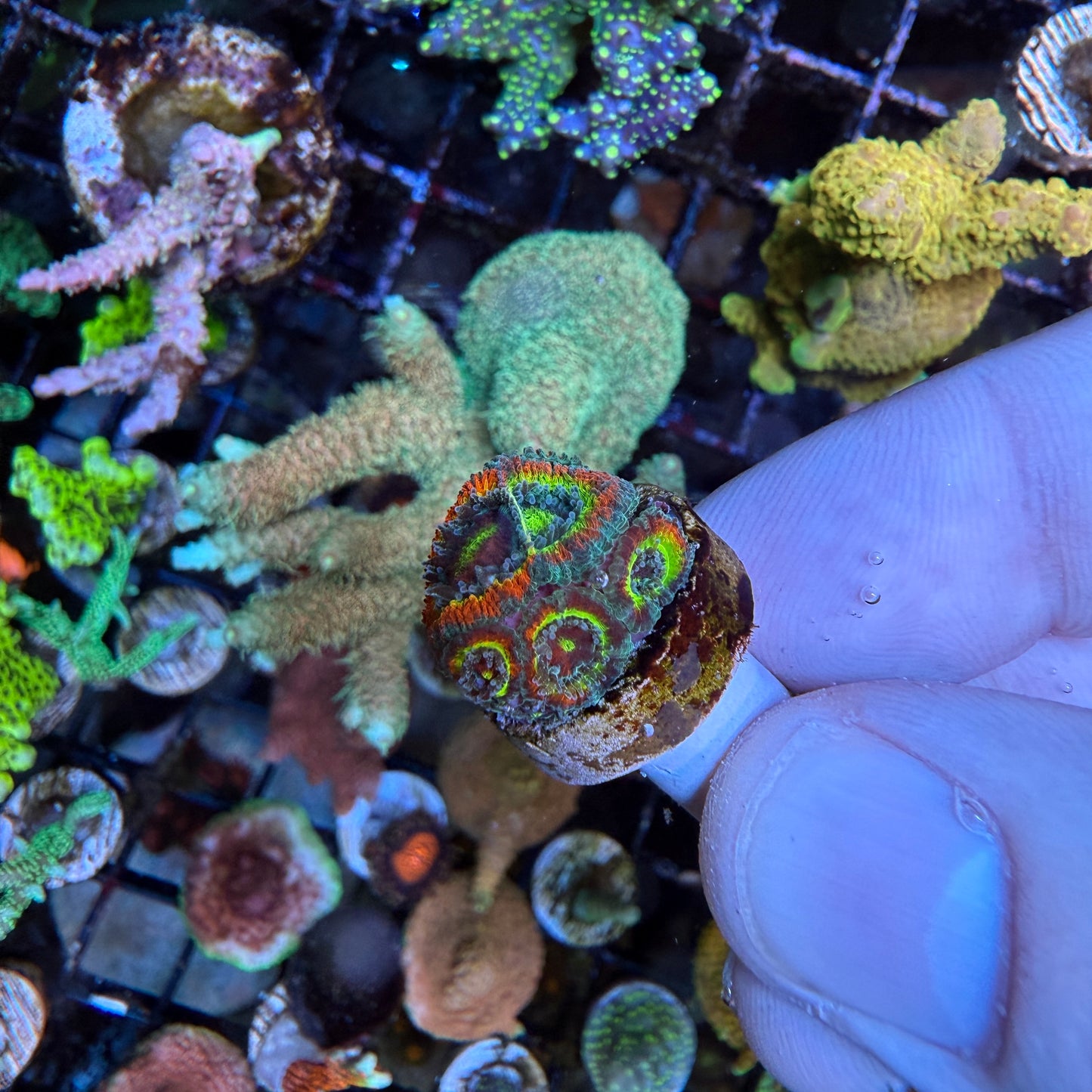 WYSIWYG Holy Grail Micromusa Coral