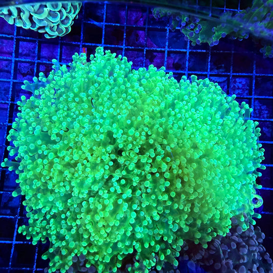 Frogspawn Coral Green 