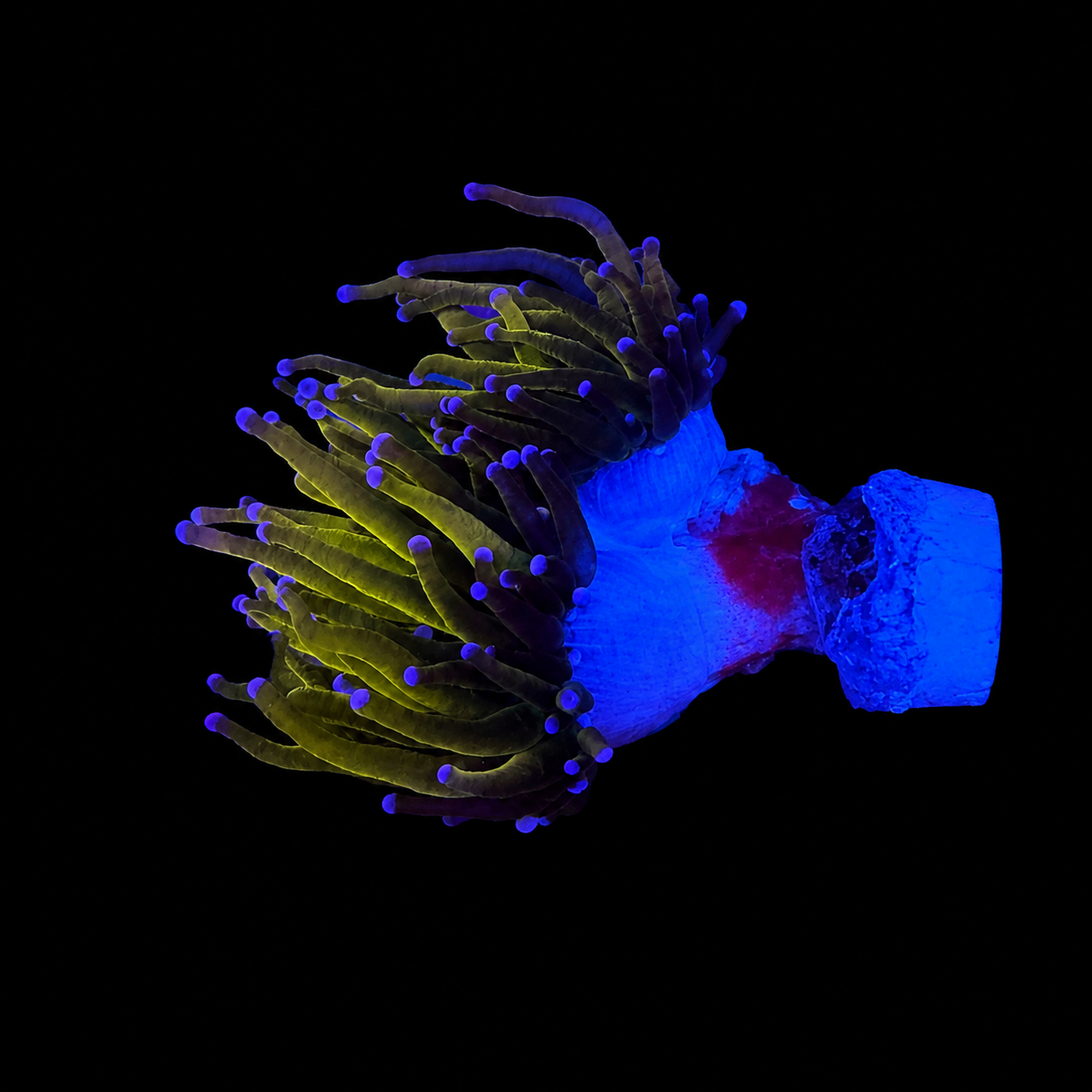 WYSIWYG Gold Torch Coral