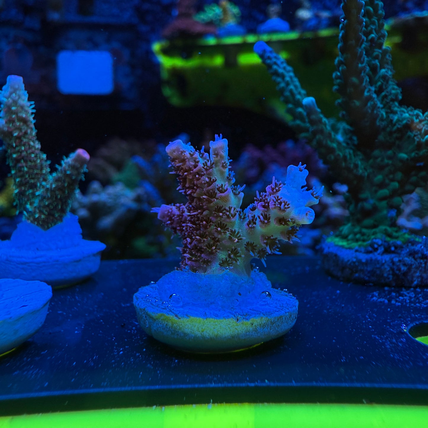 WYSIWYG Rainbow Sherbert Acro