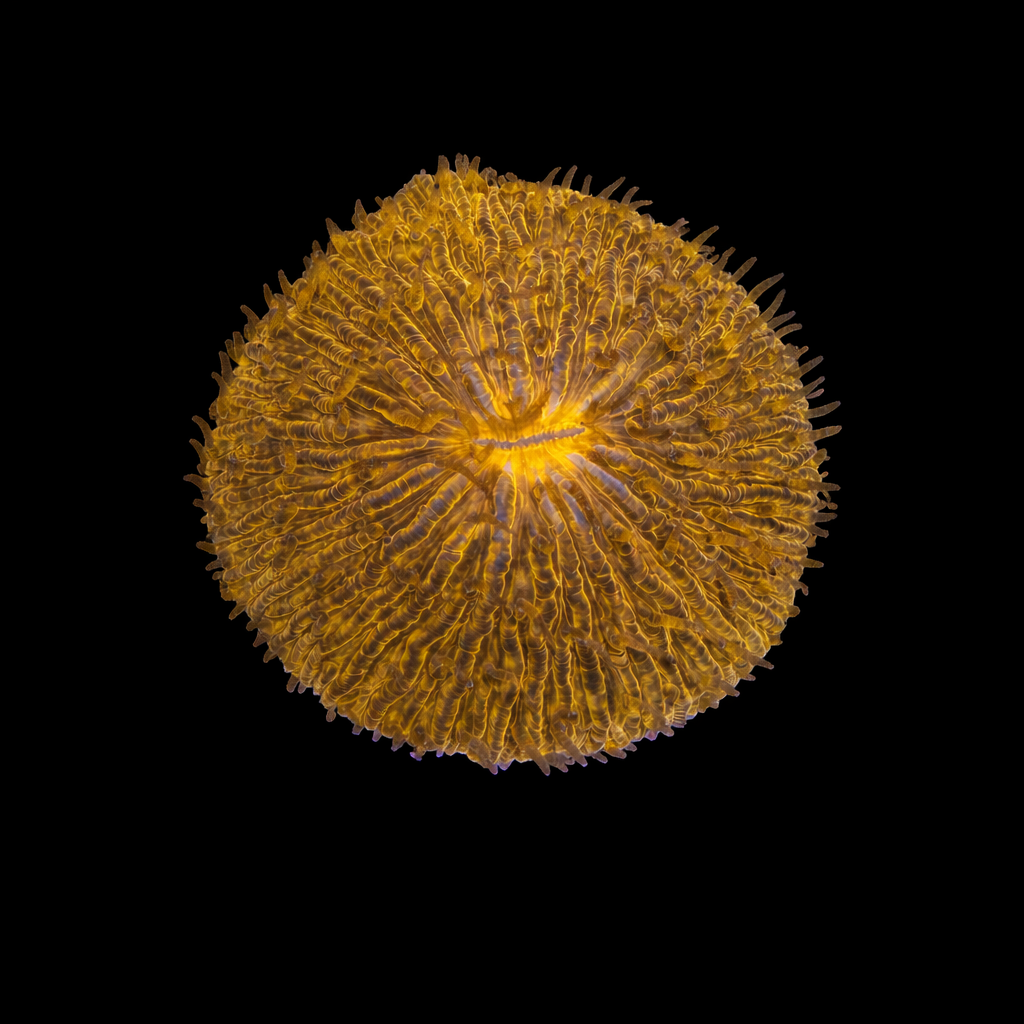 WYSIWYG Orange Fungia Plate Coral