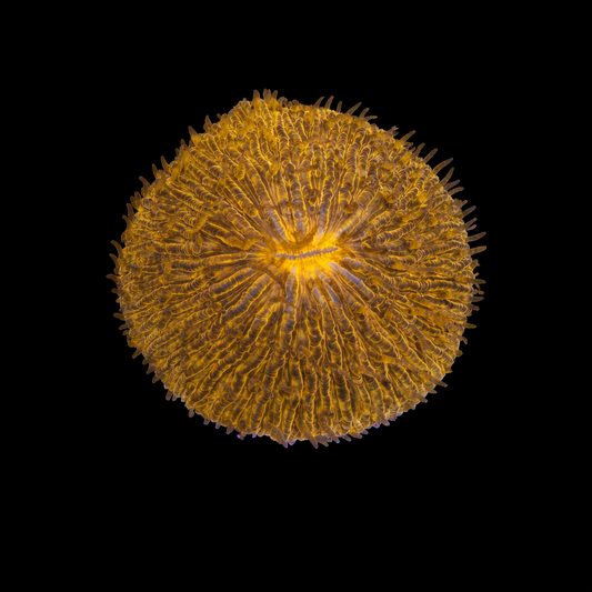 WYSIWYG Orange Fungia Plate Coral