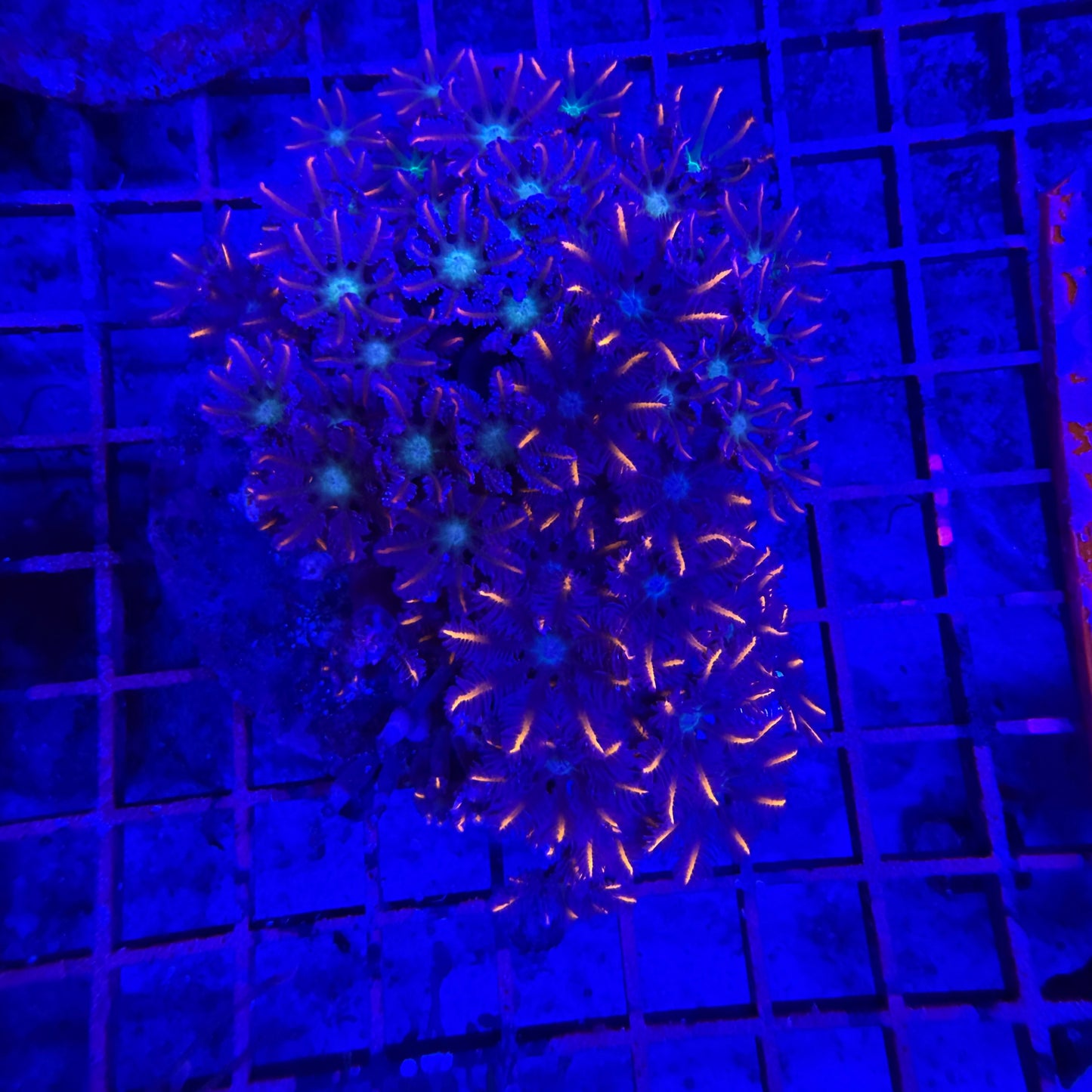 WYSIWYG Ultra Clove Polyp coral