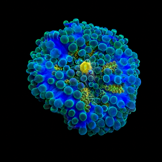 WYSIWYG High End Yuma Coral